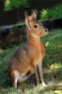 mara