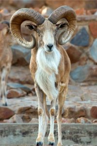muflon