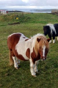 shetland-poni