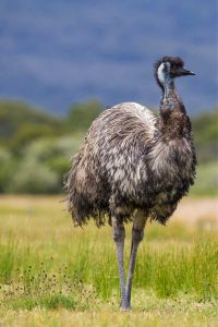 straus-emu
