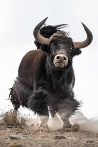 yak
